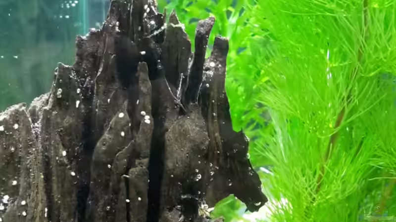 Aquarium Kafi Exil von Glyzerine (11)