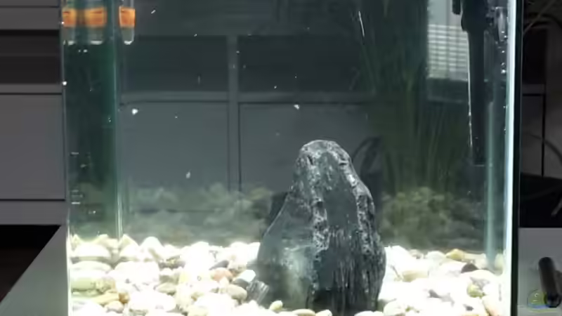 Aquarium Kafi Exil von Glyzerine (4)