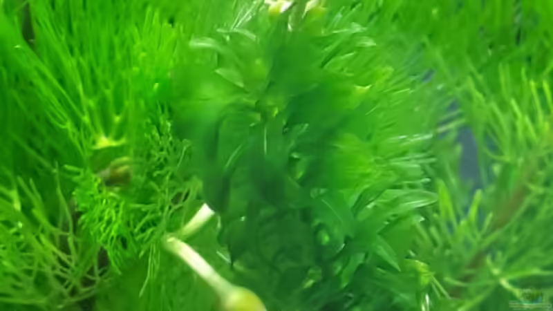 Aquarium Kafi Exil von Glyzerine (6)