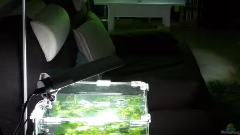 Aquarium Kafi Exil von Glyzerine (7)