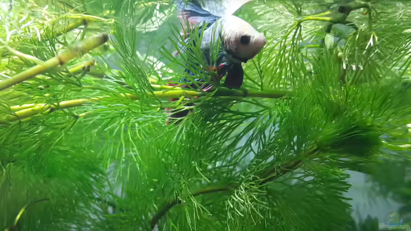 Aquarium Kafi Exil von Glyzerine (9)