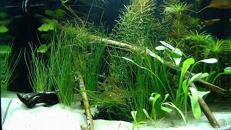 Aquarium KaFi Horst von Mario74 (4)