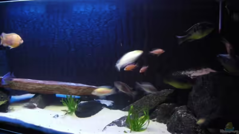 Aquarium Kaiser Biotop von Dt-Floppy (6)