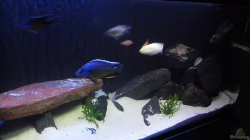 Aquarium Kaiser Biotop von Dt-Floppy (8)