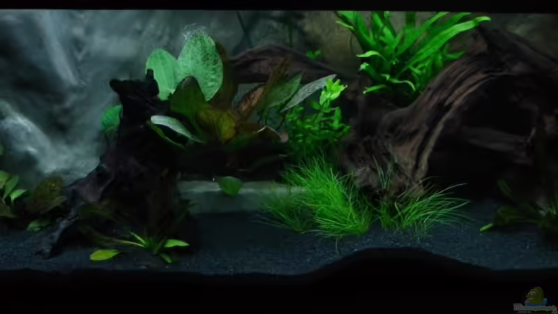 Aquarium Kakadus Park Nur noch als Beispiel von Alfur (2)