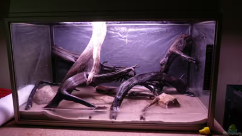 Aquarium Kakadus von Cichlid Power (10)