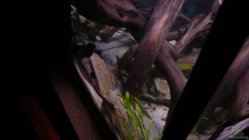 Aquarium Kakadus von Cichlid Power (4)