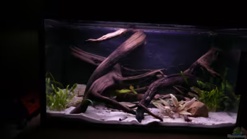 Aquarium Kakadus von Cichlid Power (5)