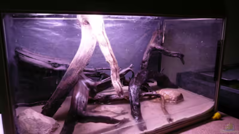 Aquarium Kakadus von Cichlid Power (9)