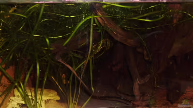 Aquarium Kakaduzwergbuntbarsch/ Artenbecken von Andre@ (2)
