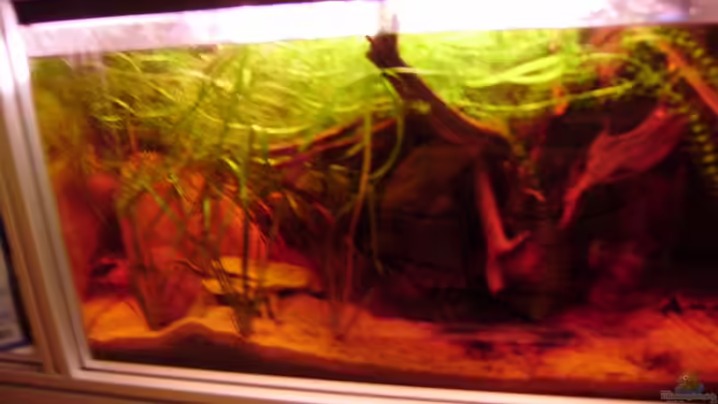 Aquarium Kakaduzwergbuntbarsch/ Artenbecken von Andre@ (3)