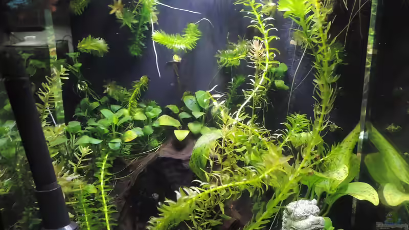 Aquarium Kampffisch Paradies von OreoEmmy (2)