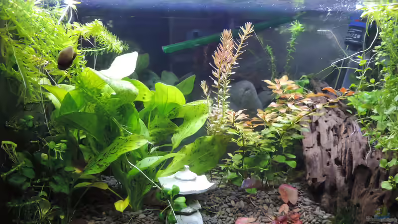 Aquarium Kampffisch Paradies von OreoEmmy (3)