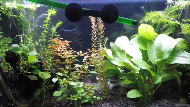 Aquarium Kampffisch Paradies von OreoEmmy (4)