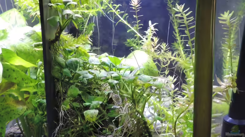 Aquarium Kampffisch Paradies von OreoEmmy (5)