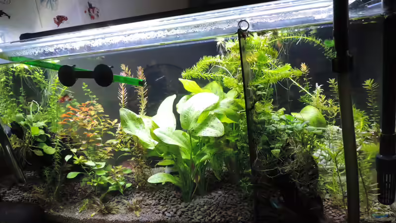 Aquarium Kampffisch Paradies von OreoEmmy (6)