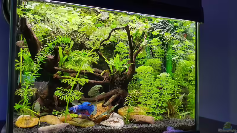 Aquarium Kampffischparadies von Malawi-Guard (2)