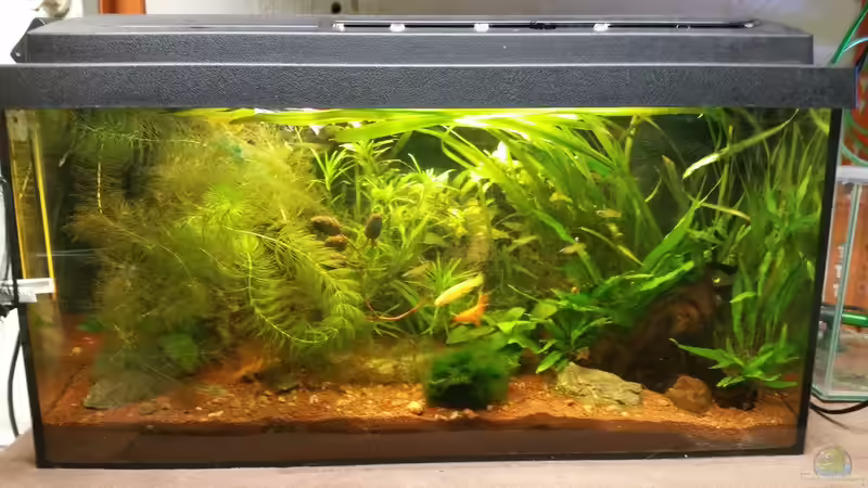 Aquarium Kap Lopez Castle von foxi (2)