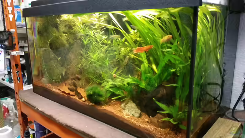 Aquarium Kap Lopez Castle von foxi (3)