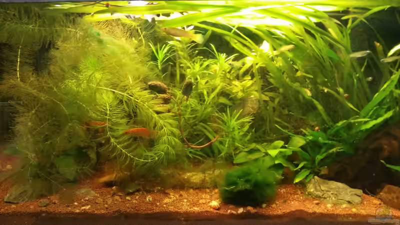 Aquarium Kap Lopez Castle von foxi (4)