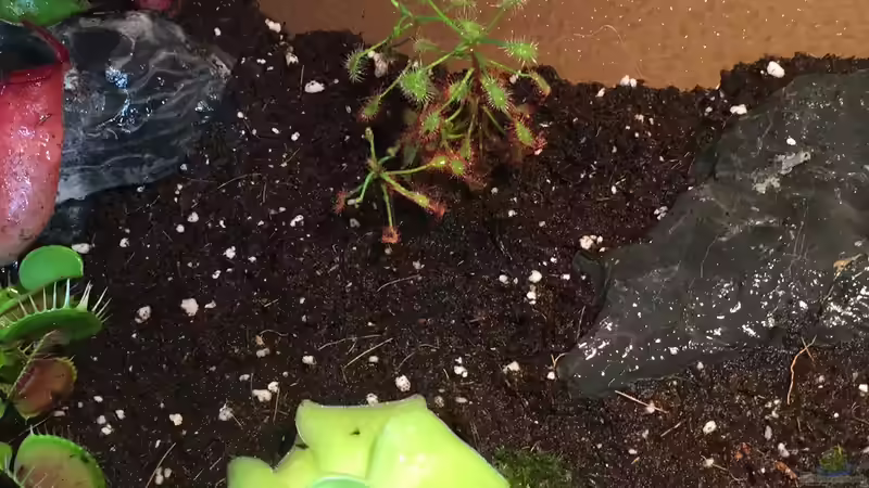 Aquarium Karnivoren von DL (7)