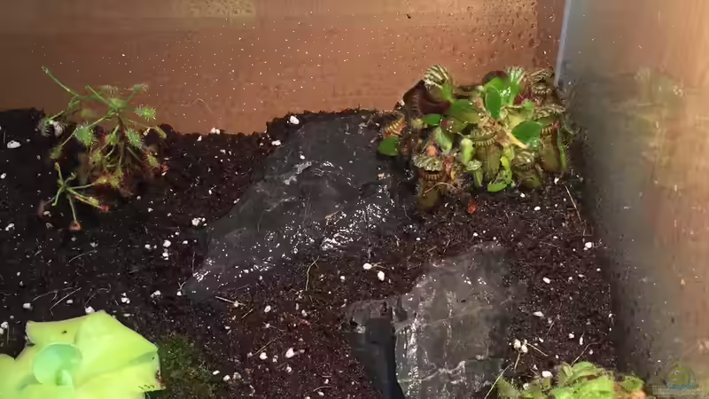 Aquarium Karnivoren von DL (8)