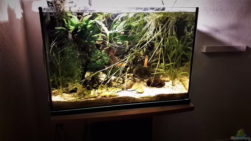 Aquarium Kasumi von Leo-FAN (12)