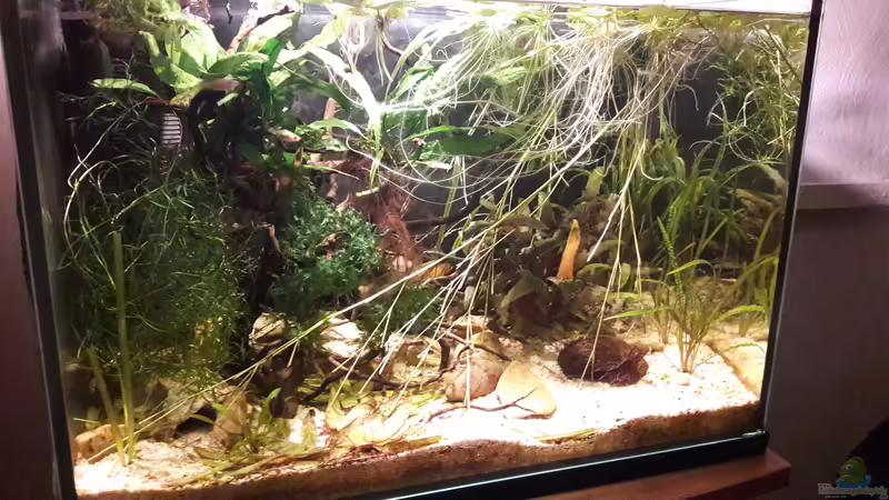 Aquarium Kasumi von Leo-FAN (13)