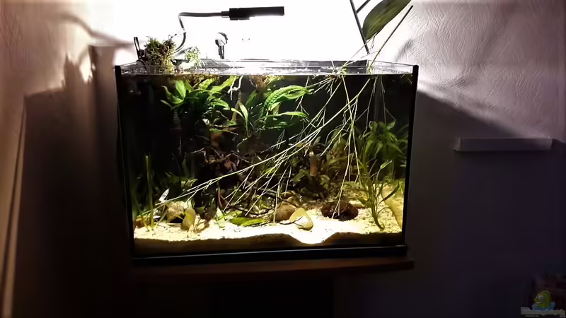 Aquarium Kasumi von Leo-FAN (14)