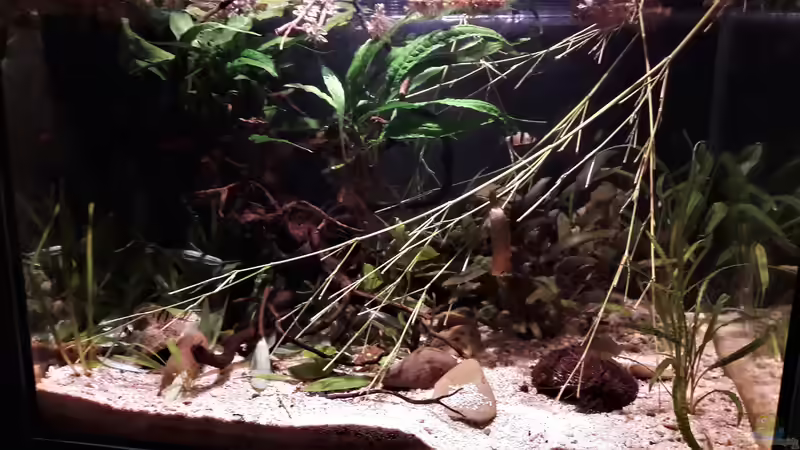 Aquarium Kasumi von Leo-FAN (15)