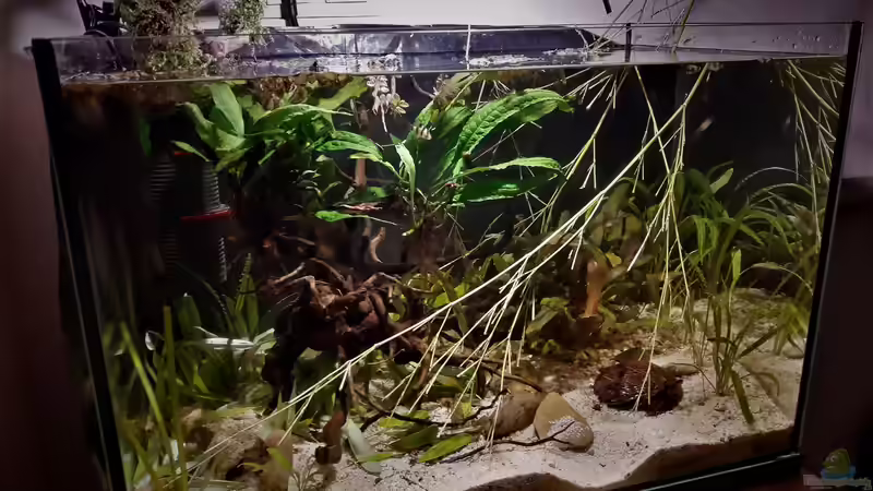 Aquarium Kasumi von Leo-FAN (18)