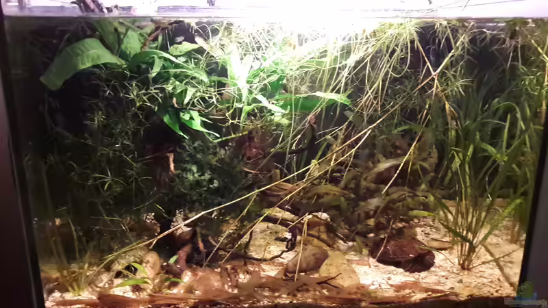 Aquarium Kasumi von Leo-FAN (2)