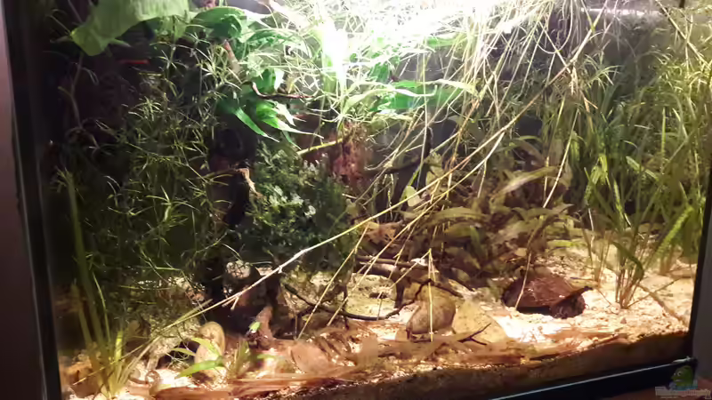 Aquarium Kasumi von Leo-FAN (3)