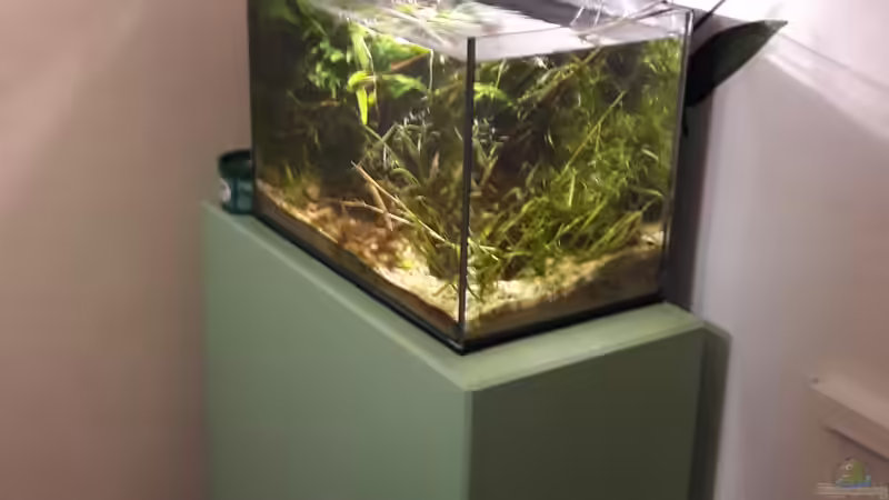 Aquarium Kasumi von Leo-FAN (4)