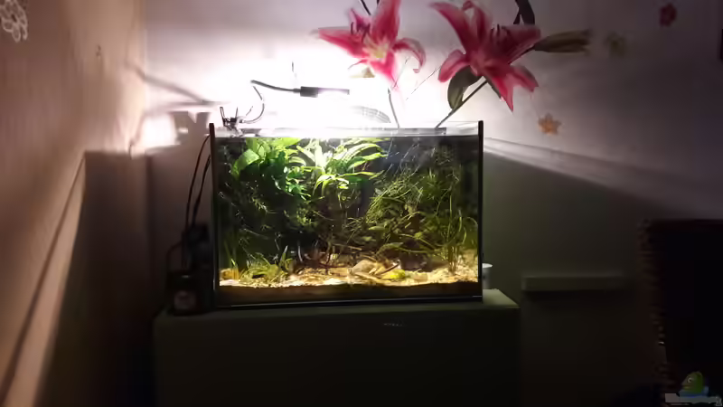 Aquarium Kasumi von Leo-FAN (5)