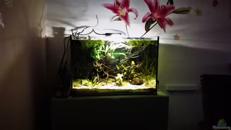 Aquarium Kasumi von Leo-FAN (7)