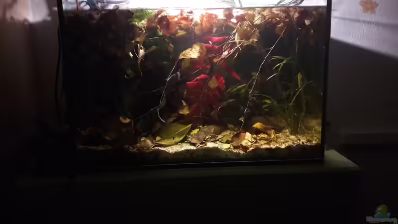 Aquarium Kasumi von Leo-FAN (9)