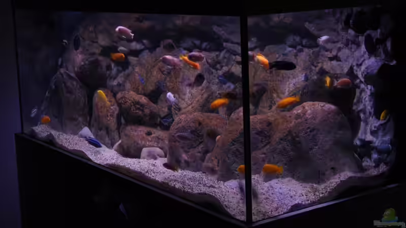 Aquarium-Kauf für Anfänger - darauf solltest du unbedingt vor dem Kauf achten!