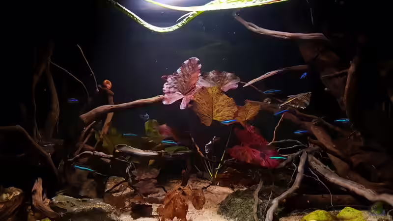 Aquarium Keep It Simple von YoshiMaus (2)