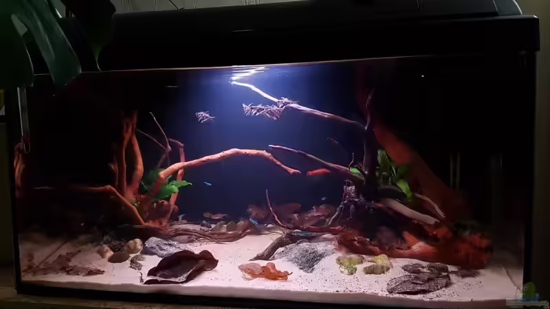 Aquarium Keep It Simple von YoshiMaus (6)