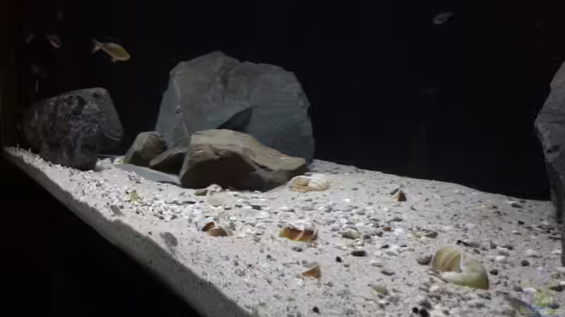 Aquarium Kekese meets Kungwe Bay - Nur noch als Beispiel von Julien Preuß (2)