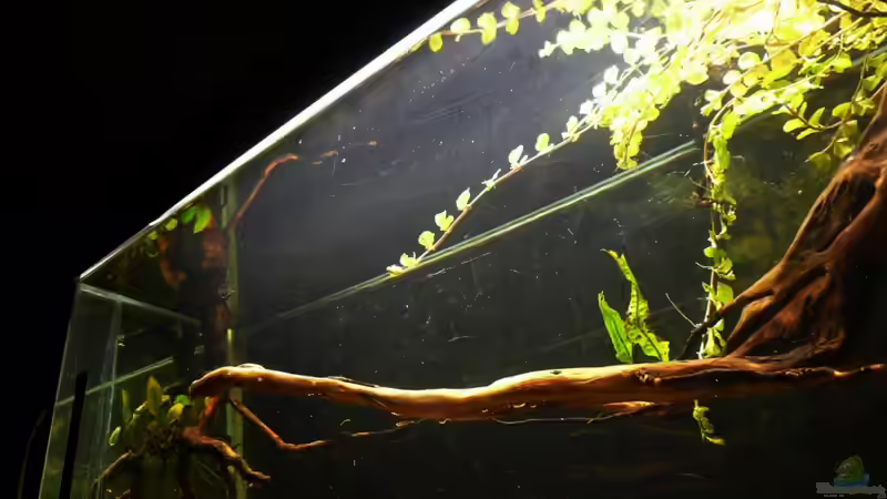 Aquarium Kellerbecken von Cichlid Power (10)