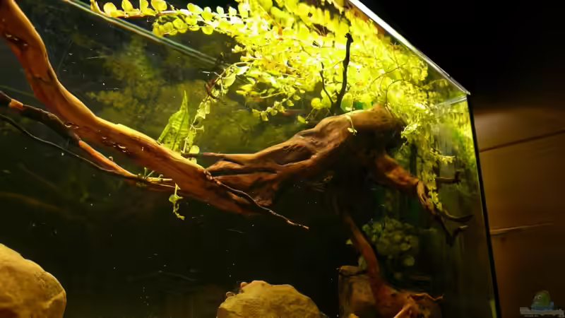 Aquarium Kellerbecken von Cichlid Power (11)