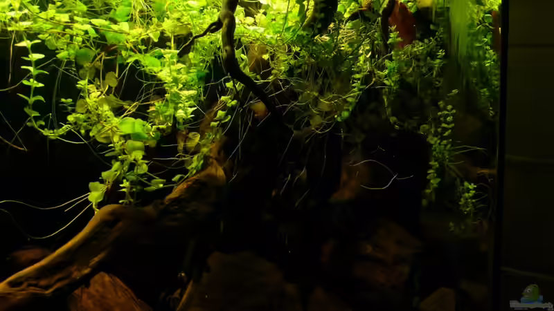 Aquarium Kellerbecken von Cichlid Power (13)