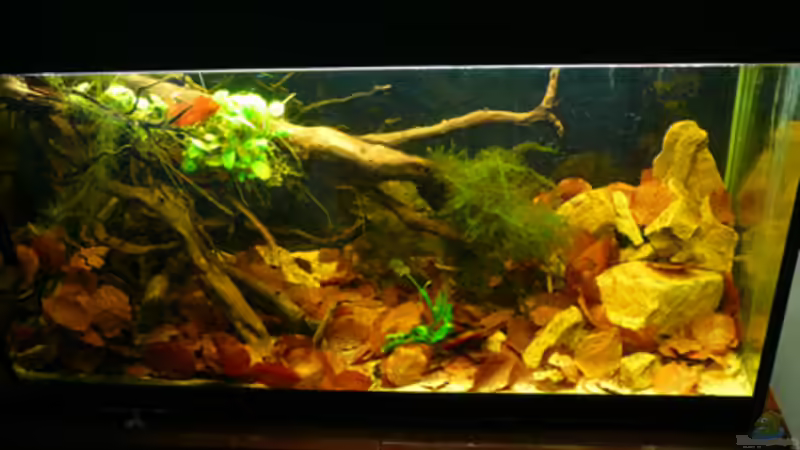 Aquarium Kellerbecken von Cichlid Power (19)