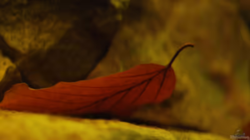 Aquarium Kellerbecken von Cichlid Power (2)