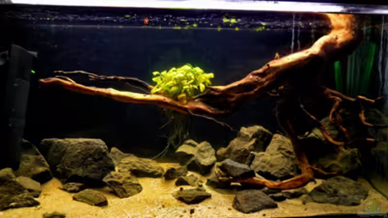 Aquarium Kellerbecken von Cichlid Power (4)