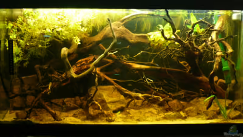Aquarium Kellerbecken von Cichlid Power (5)