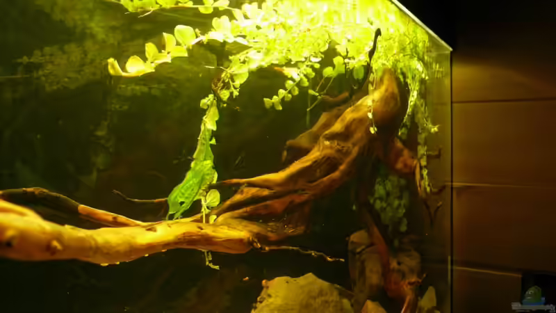 Aquarium Kellerbecken von Cichlid Power (9)