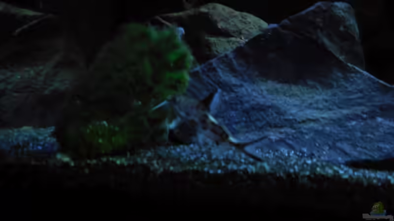 Aquarium Kevin`s Malawibecken von Kevin Leonhard (12)